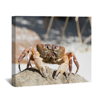 Hairy Leg Mountain Crab, Tachai Island, Thailand Wall Art 81245638