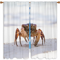 Hairy Leg Mountain Crab, Tachai Island, Thailand Window Curtains 79101006