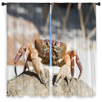 Hairy Leg Mountain Crab, Tachai Island, Thailand Window Curtains 81245638