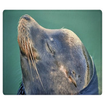 Happy Seal Rugs 91265696