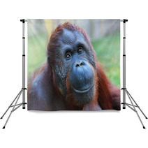 Happy Smile Of The Bornean Orangutan (Pongo Pygmaeus). Backdrops 54822174