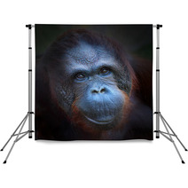 Happy Smile Of The Bornean Orangutan (Pongo Pygmaeus). Backdrops 57924774