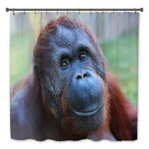 Happy Smile Of The Bornean Orangutan (Pongo Pygmaeus). Bath Decor 54822174