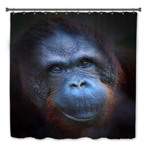 Happy Smile Of The Bornean Orangutan (Pongo Pygmaeus). Bath Decor 57924774