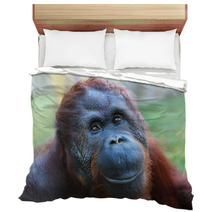 Happy Smile Of The Bornean Orangutan (Pongo Pygmaeus). Bedding 54822174