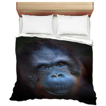 Happy Smile Of The Bornean Orangutan (Pongo Pygmaeus). Bedding 57924774