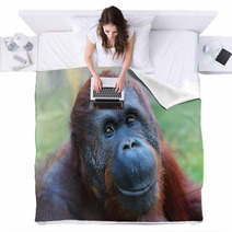 Happy Smile Of The Bornean Orangutan (Pongo Pygmaeus). Blankets 54822174