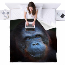 Happy Smile Of The Bornean Orangutan (Pongo Pygmaeus). Blankets 57924774