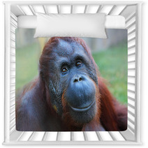 Happy Smile Of The Bornean Orangutan (Pongo Pygmaeus). Nursery Decor 54822174