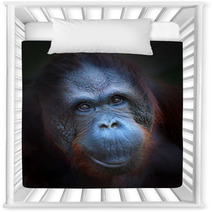 Happy Smile Of The Bornean Orangutan (Pongo Pygmaeus). Nursery Decor 57924774