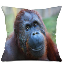 Happy Smile Of The Bornean Orangutan (Pongo Pygmaeus). Pillows 54822174
