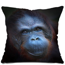 Happy Smile Of The Bornean Orangutan (Pongo Pygmaeus). Pillows 57924774