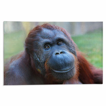 Happy Smile Of The Bornean Orangutan (Pongo Pygmaeus). Rugs 54822174
