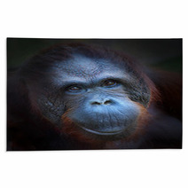 Happy Smile Of The Bornean Orangutan (Pongo Pygmaeus). Rugs 57924774