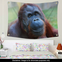 Happy Smile Of The Bornean Orangutan (Pongo Pygmaeus). Wall Art 54822174