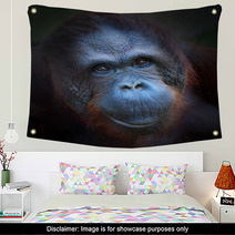 Happy Smile Of The Bornean Orangutan (Pongo Pygmaeus). Wall Art 57924774