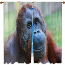 Happy Smile Of The Bornean Orangutan (Pongo Pygmaeus). Window Curtains 54822174
