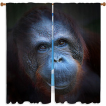 Happy Smile Of The Bornean Orangutan (Pongo Pygmaeus). Window Curtains 57924774