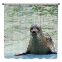 Harbor Seal (Phoca Vitulina) Bath Decor 74879142