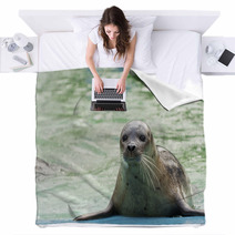 Harbor Seal (Phoca Vitulina) Blankets 74879142