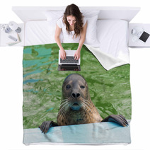 Harbor Seal (Phoca Vitulina) Blankets 74879211