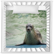 Harbor Seal (Phoca Vitulina) Nursery Decor 74879142