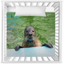 Harbor Seal (Phoca Vitulina) Nursery Decor 74879211