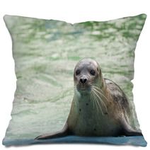 Harbor Seal (Phoca Vitulina) Pillows 74879142