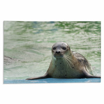 Harbor Seal (Phoca Vitulina) Rugs 74879142