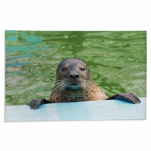 Harbor Seal (Phoca Vitulina) Rugs 74879211