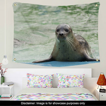 Harbor Seal (Phoca Vitulina) Wall Art 74879142