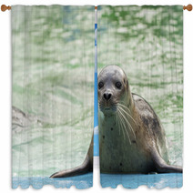 Harbor Seal (Phoca Vitulina) Window Curtains 74879142