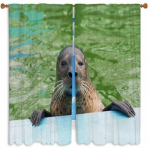 Harbor Seal (Phoca Vitulina) Window Curtains 74879211