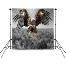 Hawk Bird Eagle Backdrops 83931260