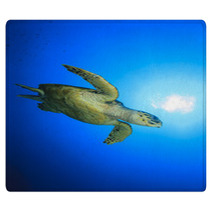 Hawksbill Sea Turtle Rugs 62687104
