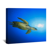 Hawksbill Sea Turtle Wall Art 62687104