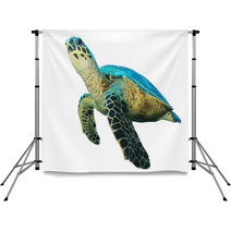 Hawksbill Sea Turtles Isolated On White Backdrops 43006462