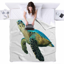 Hawksbill Sea Turtles Isolated On White Blankets 43006462