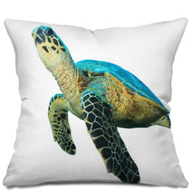 Hawksbill Sea Turtles Isolated On White Pillows 43006462