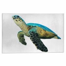 Hawksbill Sea Turtles Isolated On White Rugs 43006462