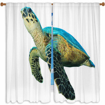 Hawksbill Sea Turtles Isolated On White Window Curtains 43006462
