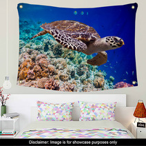 Hawksbill Turtle - Eretmochelys Imbricata Wall Art 68905745