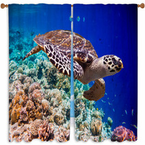 Hawksbill Turtle - Eretmochelys Imbricata Window Curtains 68905745