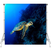 Hawksbill Turtle In Deep Blue, Red Sea, Egypt. Backdrops 49932907