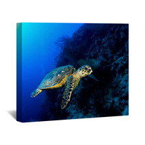 Hawksbill Turtle In Deep Blue, Red Sea, Egypt. Wall Art 49932907