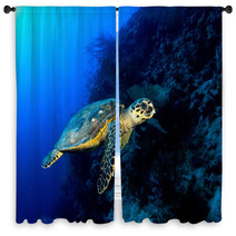 Hawksbill Turtle In Deep Blue, Red Sea, Egypt. Window Curtains 49932907