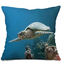 Hawksbill Turtle Pillows 57162832