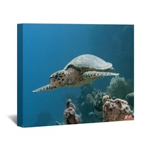 Hawksbill Turtle Wall Art 57162832
