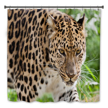 Head Shot Of Amur Leopard Stalking Forwards Bath Decor 44795106