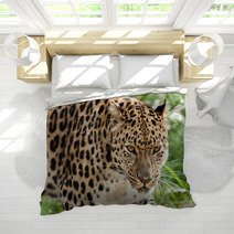 Head Shot Of Amur Leopard Stalking Forwards Bedding 44795106